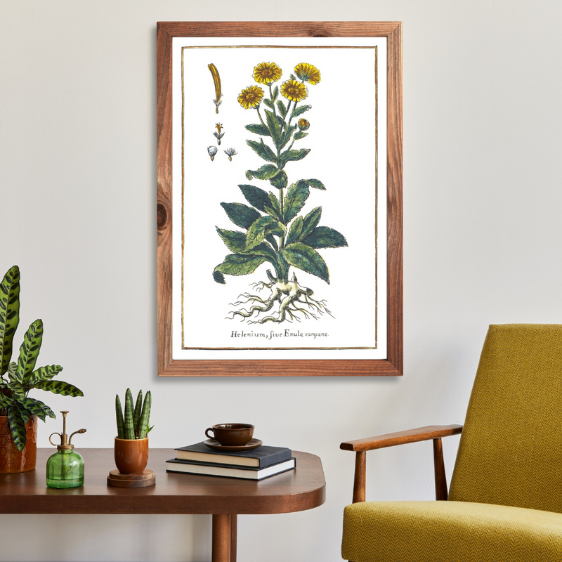 Elecampane poster