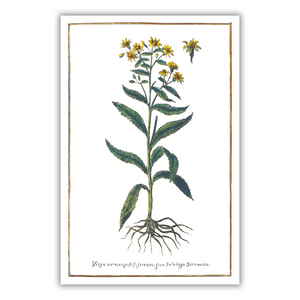 Poster goldenrod angustifolia