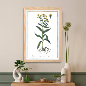 Poster goldenrod angustifolia