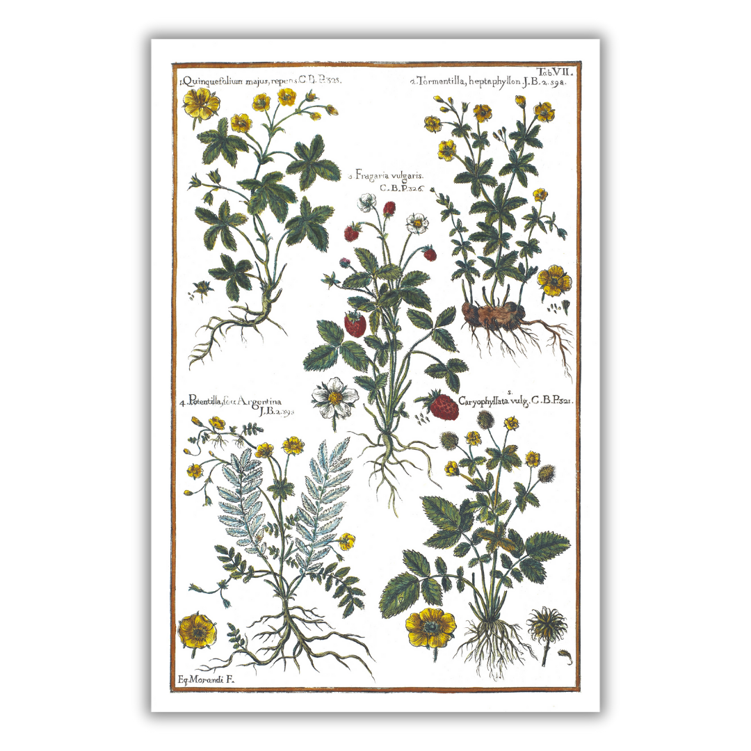 Wild strawberry and cinquefoil poster