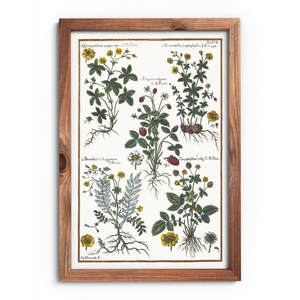 Wild strawberry and cinquefoil poster