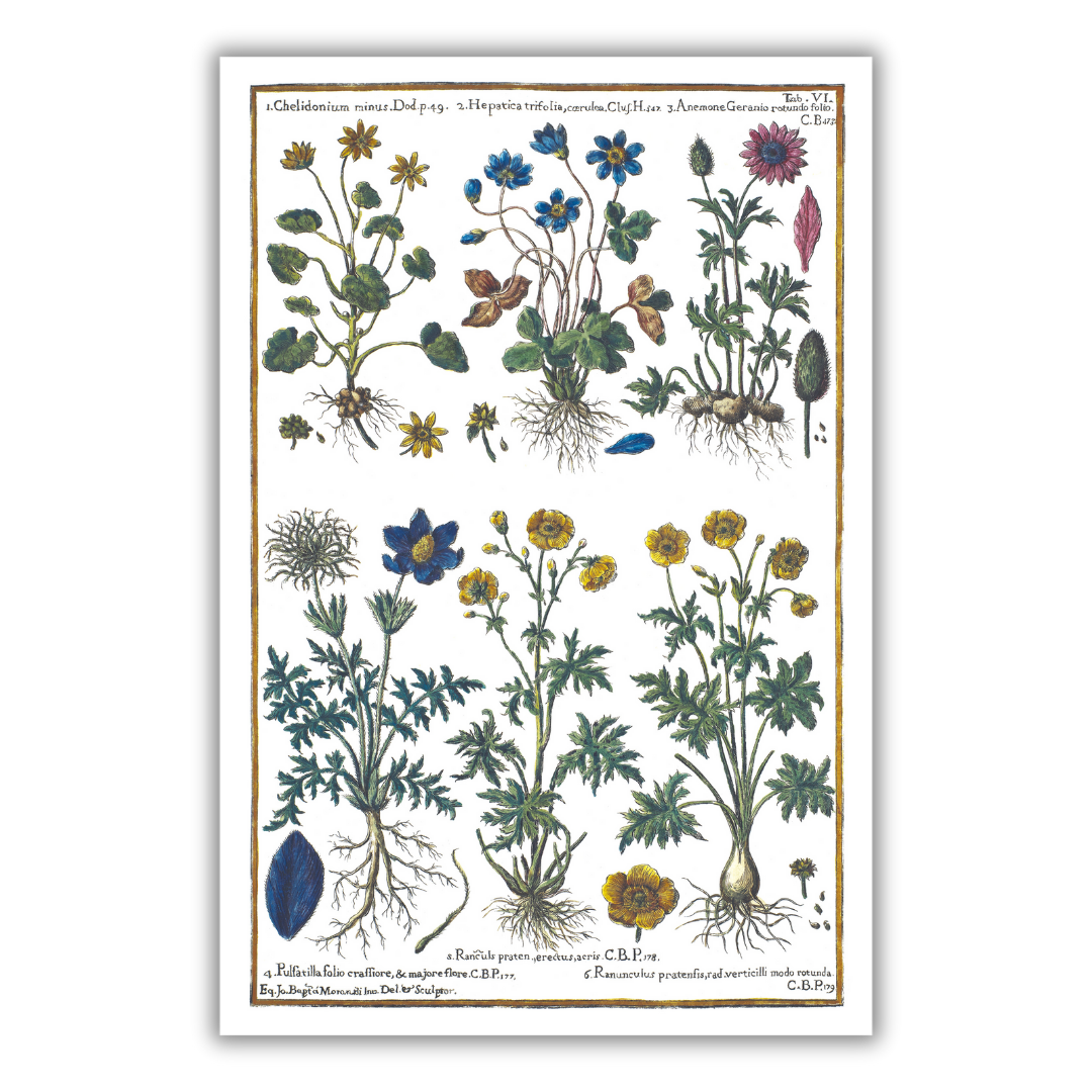 Pasque flower and hepatica poster