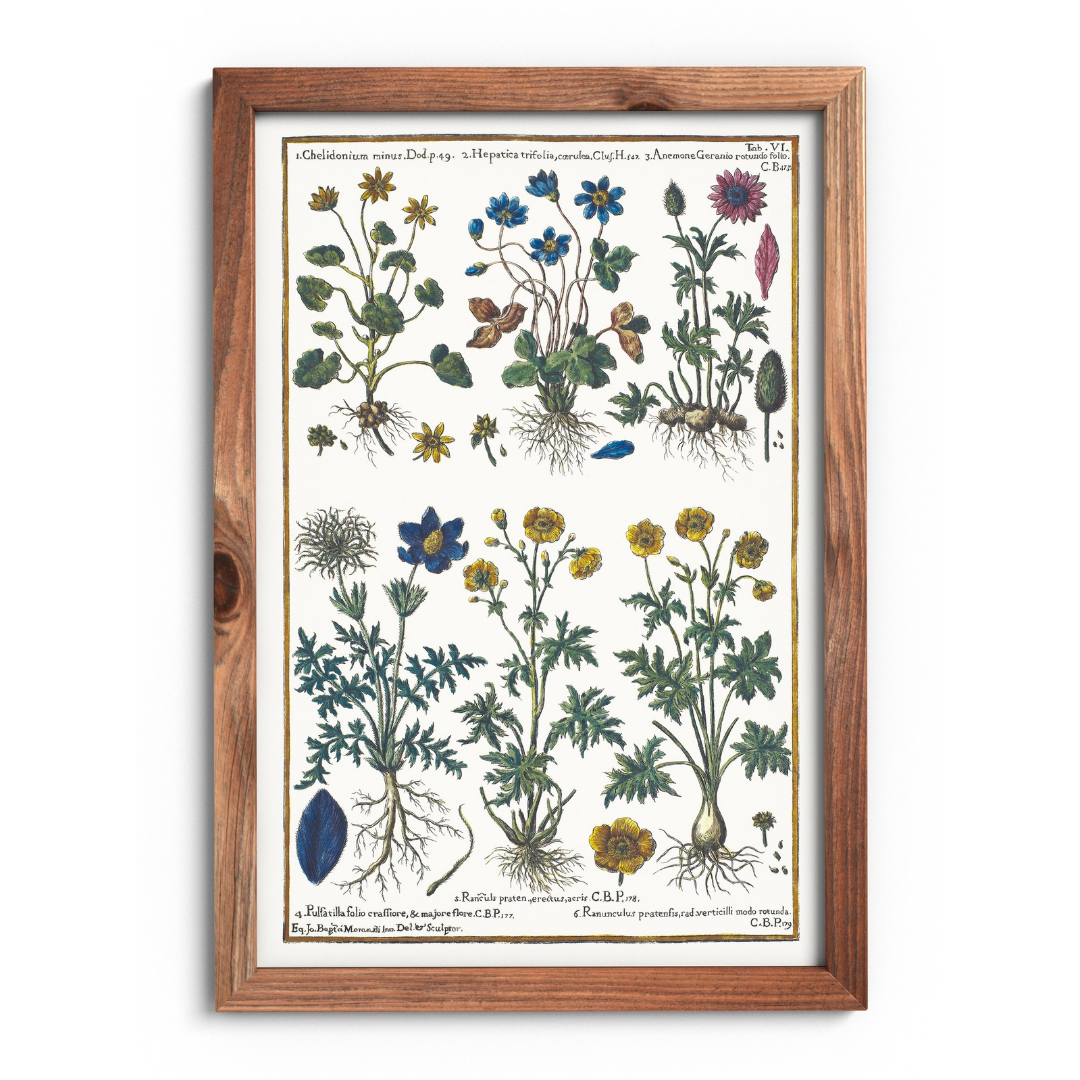 Pasque flower and hepatica poster