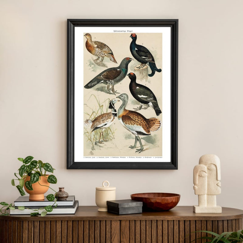 Black grouse and capercaillie poster