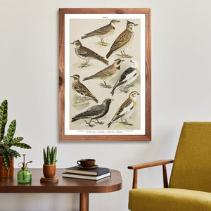 The Lark and the Crested Lark Poster