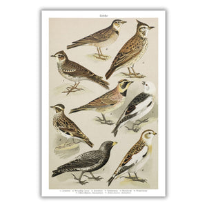 The Lark and the Crested Lark Poster