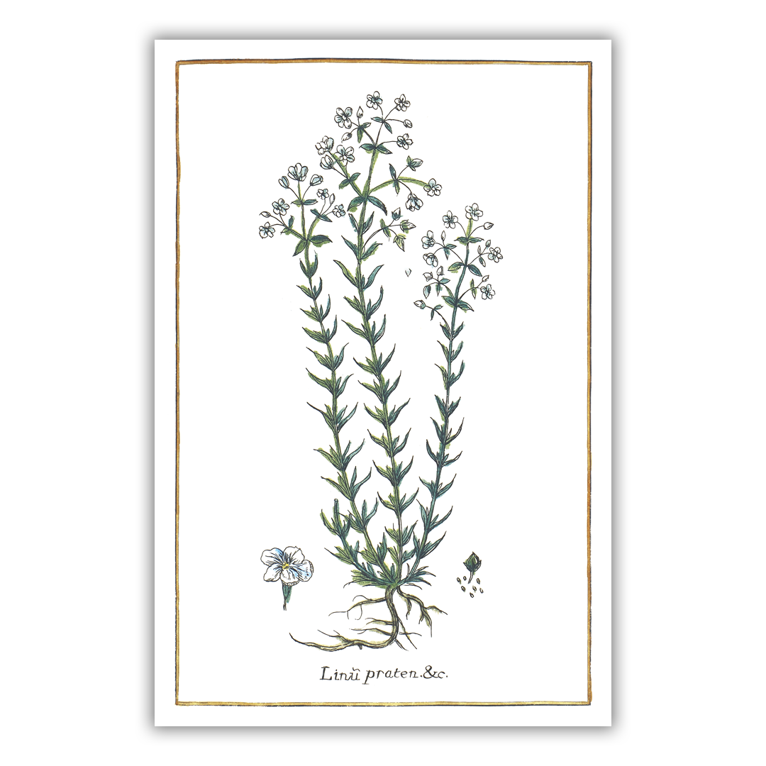 Meadow flax poster