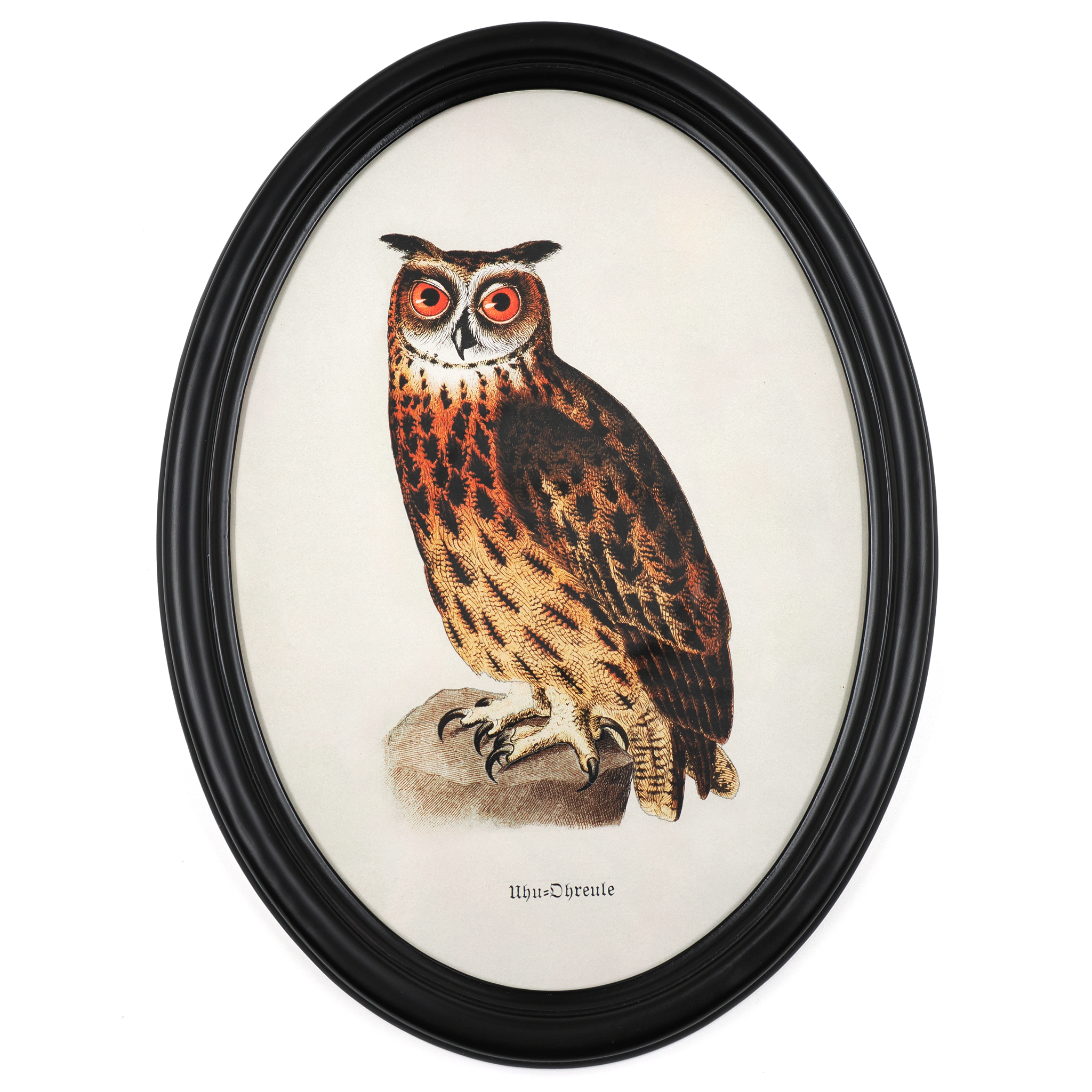 Eagle owl poster in a wooden oval frame