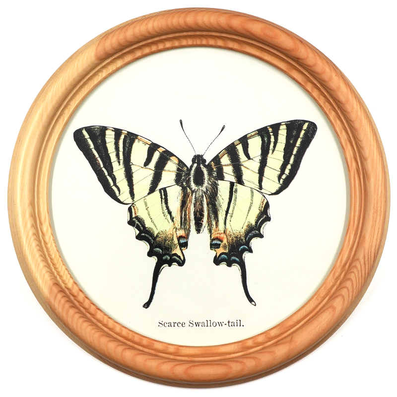 Poster Apollo butterfly in a wooden round frame