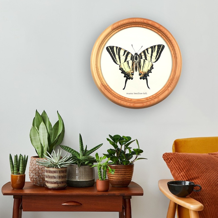 Poster Apollo butterfly in a wooden round frame